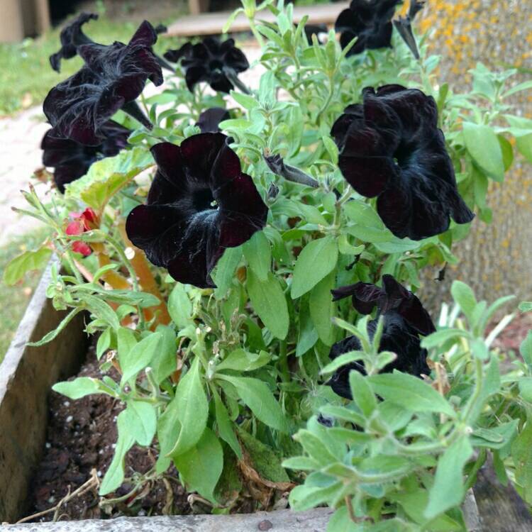 Sweetunia Black Stain Petunya Fidesi (3 adet)