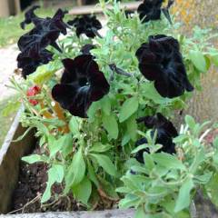 Sweetunia Black Stain Petunya Fidesi (3 adet)