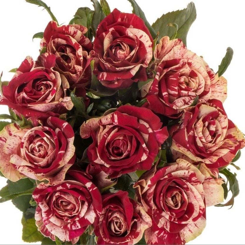 Tüplü Yediveren Çift Renkli Bordo Harlequin Yediveren Gül Fidanı