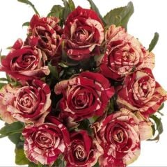 Tüplü Yediveren Çift Renkli Bordo Harlequin Yediveren Gül Fidanı