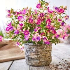 Rosy Violet 3 Renkli İri Çiçekli Küpe Çiçeği Fidesi (1 adet)