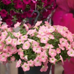 Sweetunia Baby Pink Petunya Fidesi (3 adet)