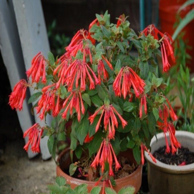 Nadir Soğuklara Dayanıklı Koralle Küpe Çiçeği Fidesi (1 adet)