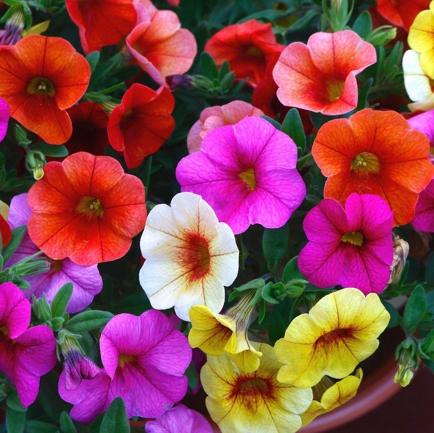 Potunia Plus Serisi Karışık Renk Petunya Fidesi (10 adet)