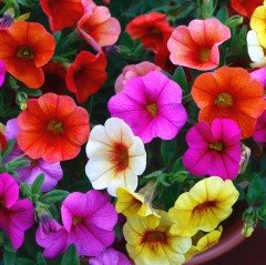 Potunia Plus Serisi Karışık Renk Petunya Fidesi (10 adet)