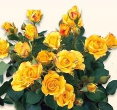 Tüplü Kordes Rosen Yediveren Yellow Taifun Gül Fidanı