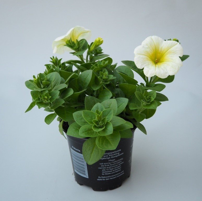 Potunia Plus Serisi Yellow Petunya Çiçeği Fidesi (3 adet)