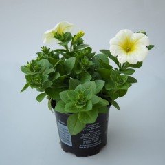 Potunia Plus Serisi Yellow Petunya Çiçeği Fidesi (3 adet)