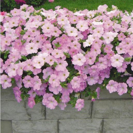 Potunia Plus Serisi Pembe Petunya Çiçeği Fidesi (3 adet)