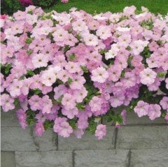 Potunia Plus Serisi Pembe Petunya Çiçeği Fidesi (3 adet)