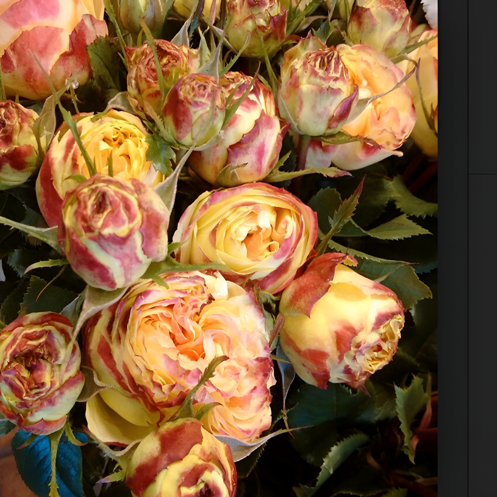 Tüplü Multi Goncalı Vulcanica Yediveren Gül Fidanı