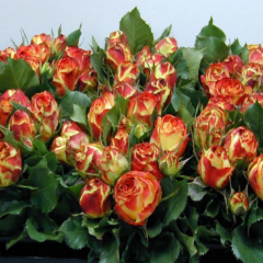 Tüplü Multi Goncalı Vulcanica Yediveren Gül Fidanı