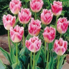 Fırfırlı Fancy Frills Lale Soğanı (5 adet)