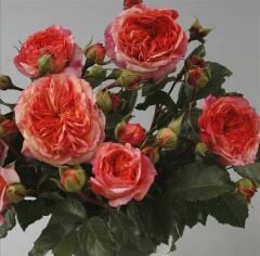 Tüplü Kordes Turuncu Orange Pompon Yediveren Gül Fidanı