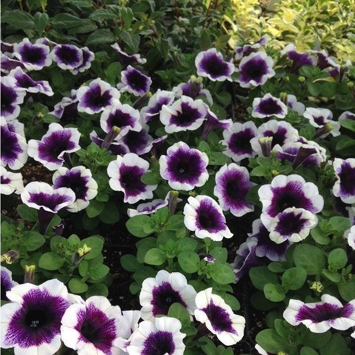 Potunia Plus Mor Halo Petunya Çiçeği Fidesi(3 adet)