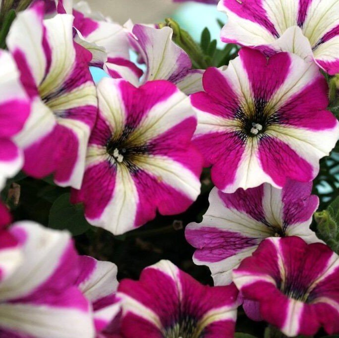 Potunia Plus Magenta Star Petunya Çiçeği Fidesi (3 adet)