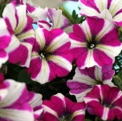 Potunia Plus Magenta Star Petunya Çiçeği Fidesi (3 adet)
