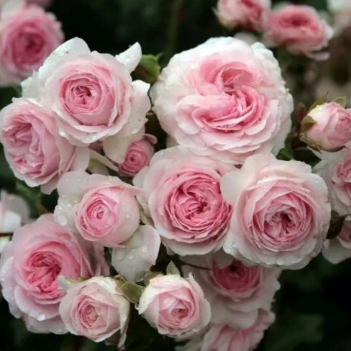 Tüplü Koleksiyonluk Açık Pembe Larissa Yediveren Gül Fidan