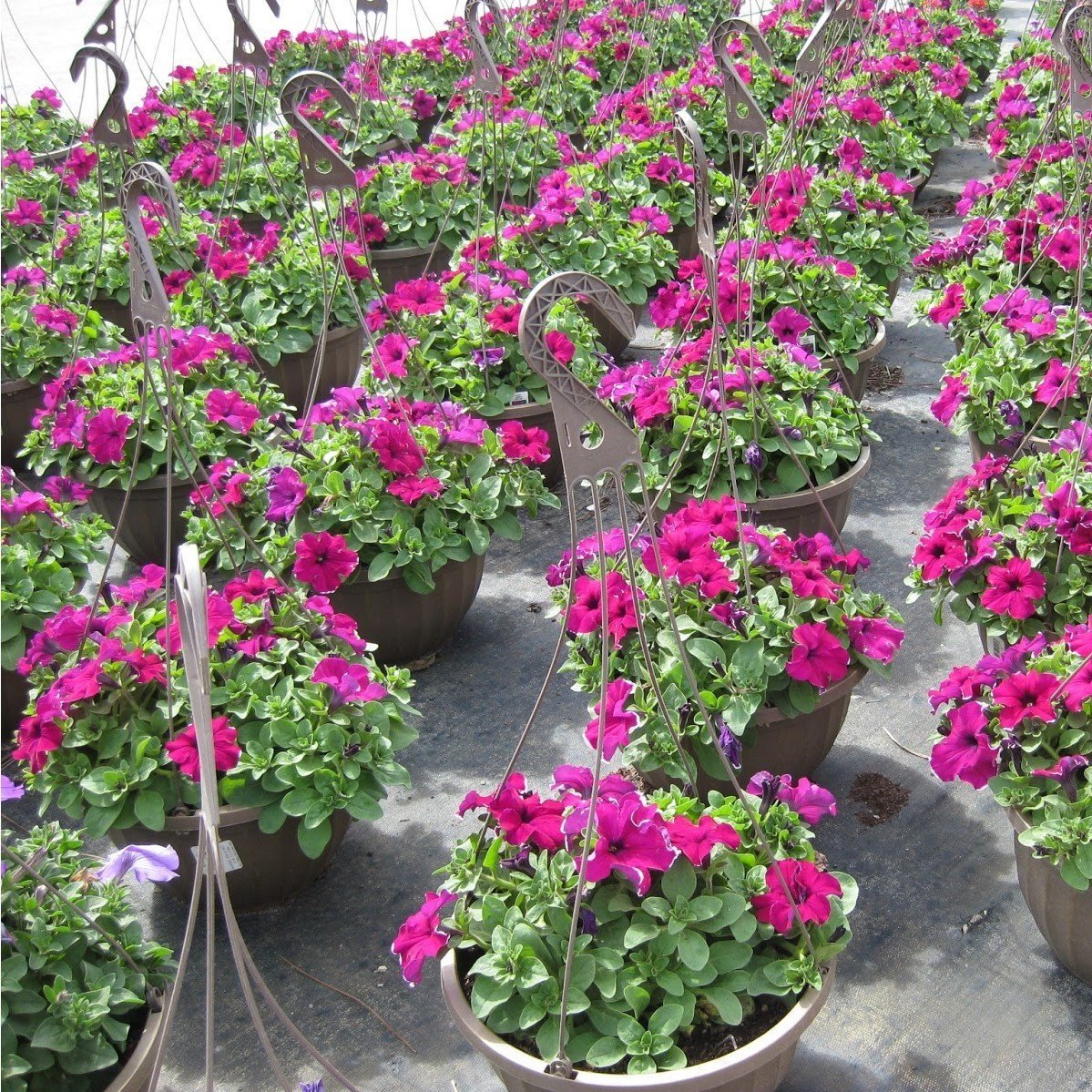 Potunia Plus Hot Pink Petunya Çiçeği Fidesi (3 adet)