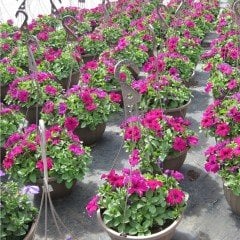 Potunia Plus Hot Pink Petunya Çiçeği Fidesi (3 adet)