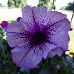 Suprise Serisi Mor Sky Petunya Çiçeği Fidesi (3 adet)