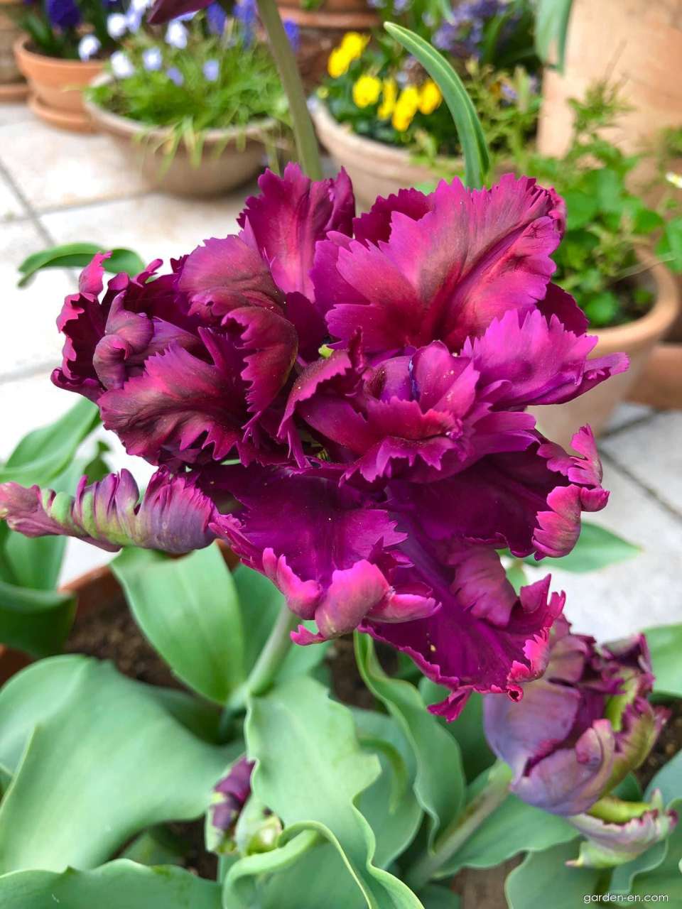 Parrot Purple Negrita Lale Soğanı (5 adet)