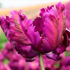 Parrot Purple Negrita Lale Soğanı (5 adet)
