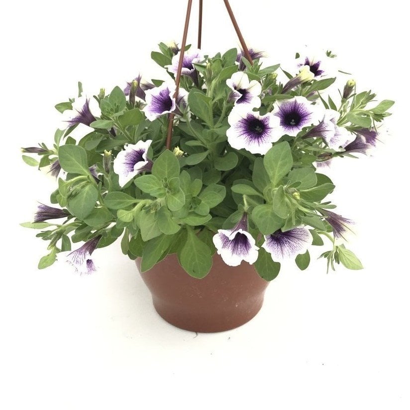 Suprise Serisi Rasberry Gem Petunya Çiçeği Fidesi (3 adet)