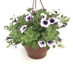 Suprise Serisi Rasberry Gem Petunya Çiçeği Fidesi (3 adet)