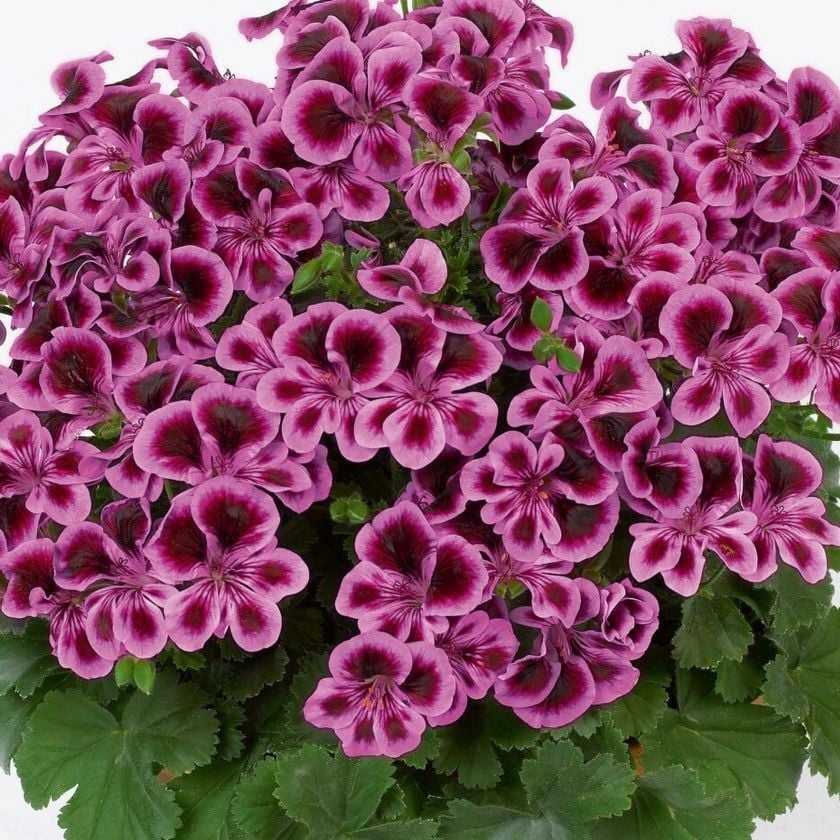 PAC  Angeleyes Blueberry Sardunya Fidesi (1 adet)