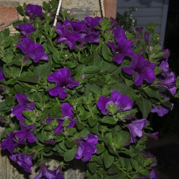 Suprise Serisi Cobalt Mavi Petunya Çiçeği Fidesi (3 adet)