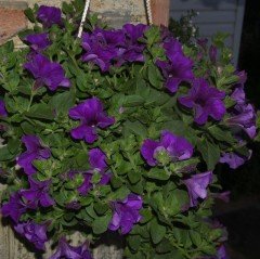 Suprise Serisi Cobalt Mavi Petunya Çiçeği Fidesi (3 adet)