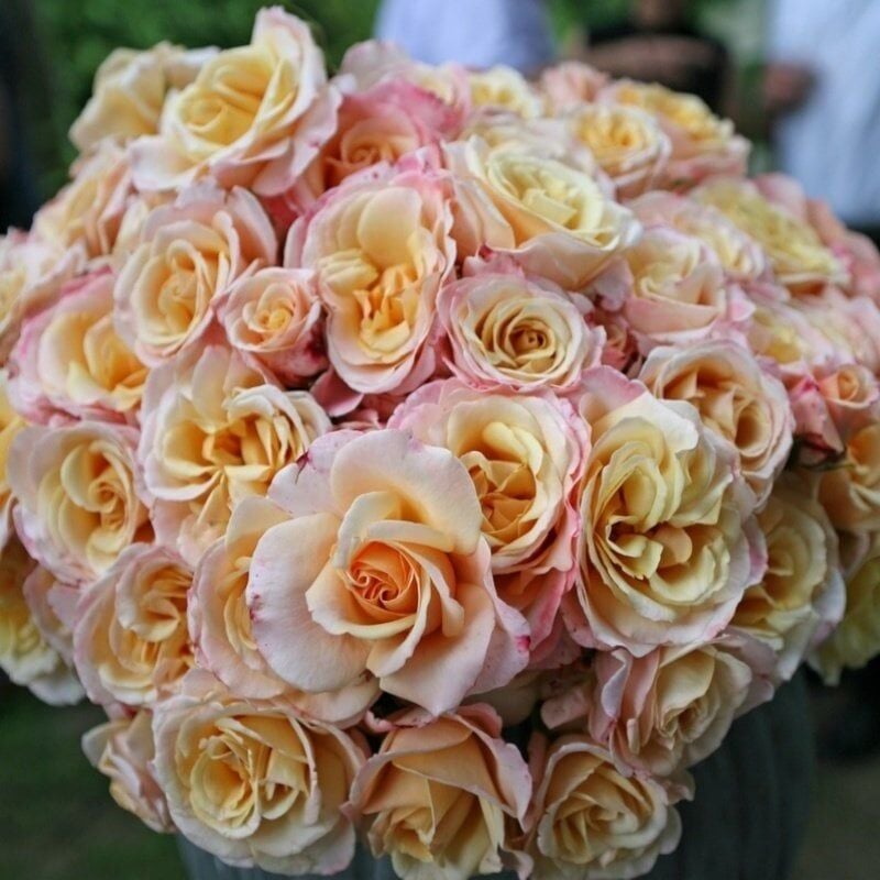 TÜplü Yediveren Oh Happy Day Kokulu Gül Fidanı