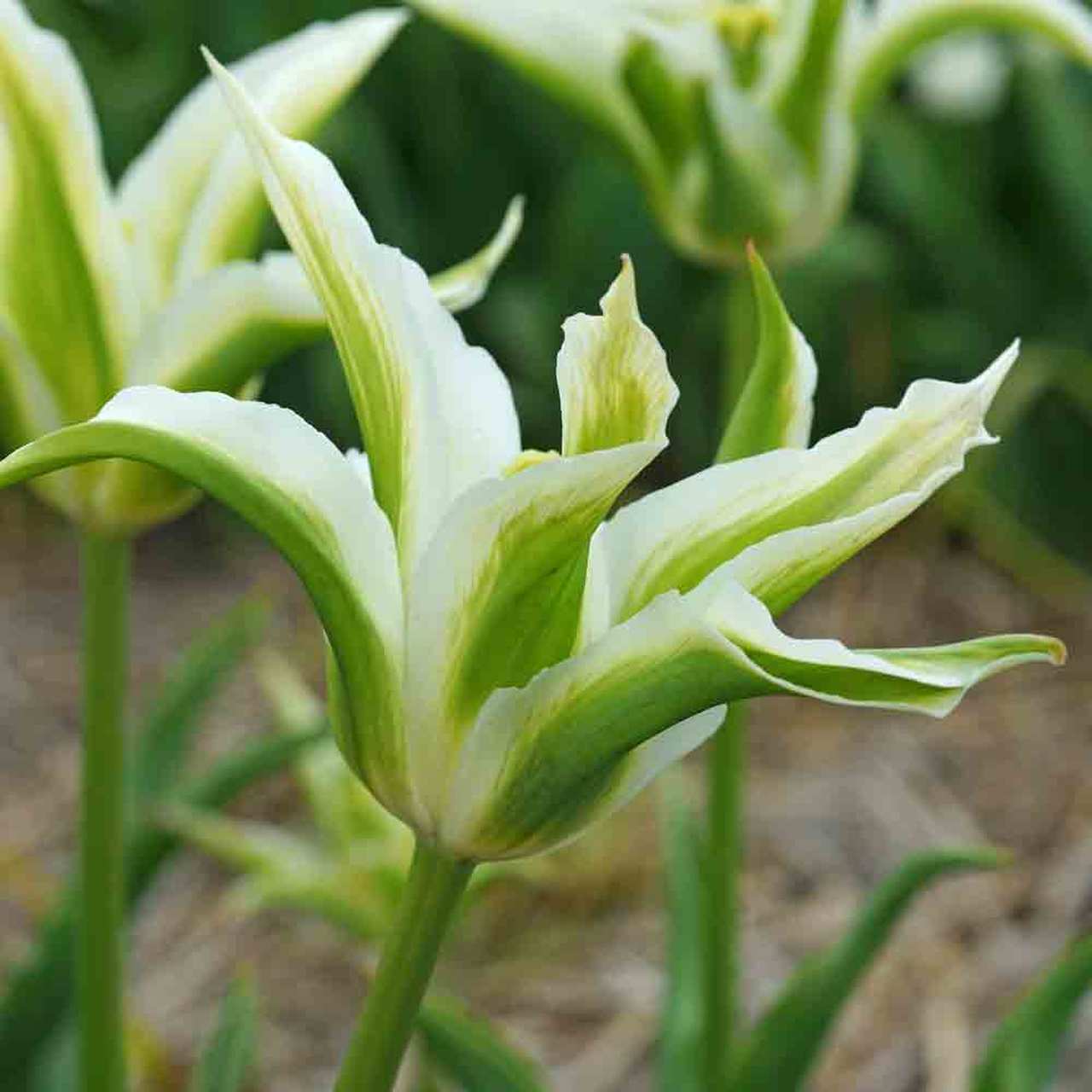 Greenstar Lale Soğanı (5 adet)