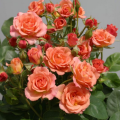 Tüplü Peach Taifun Yediveren Alman Gül Fidanı