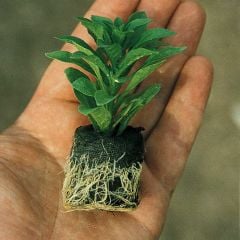 Aristo Orchid Sardunya Canan Çiçeği Fidesi (1 adet)