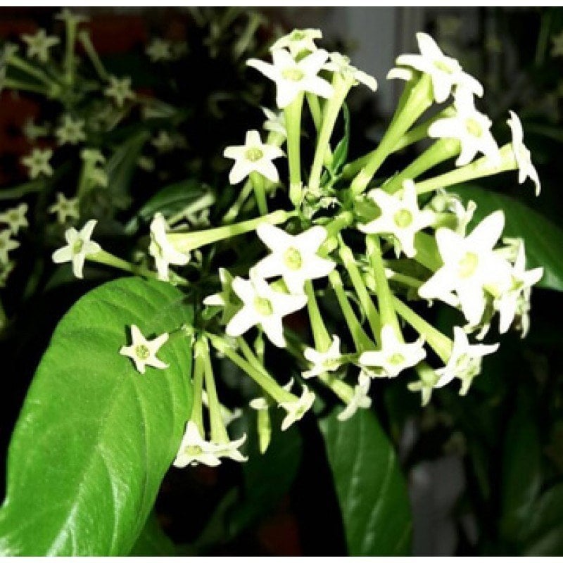 Nadir Tür Parfüm Kutusu Sarcococca Fidesi (3 adet)