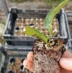 Nadir Tür Parfüm Kutusu Sarcococca Fidesi (3 adet)