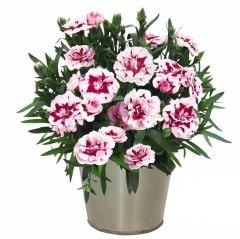 Kokulu Sweet Pleasure Purple Picotee  Karanfil Çiçeği Fidesi (2 adet)