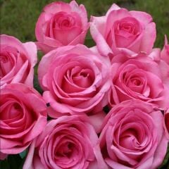 Tüplü Yediveren Sweet Parole Yoğun Kokulu Gül Fidan