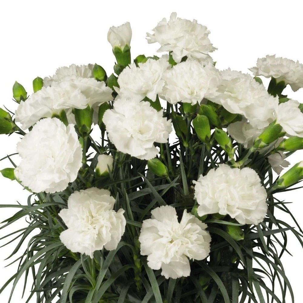 Kokulu Sweet Pleasure White  Karanfil Çiçeği Fidesi (2 adet)