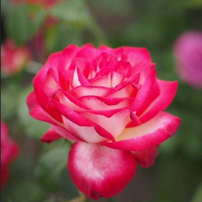 Tüplü Neue Revue Yediveren Yoğun Kokulu Gül Fidanı