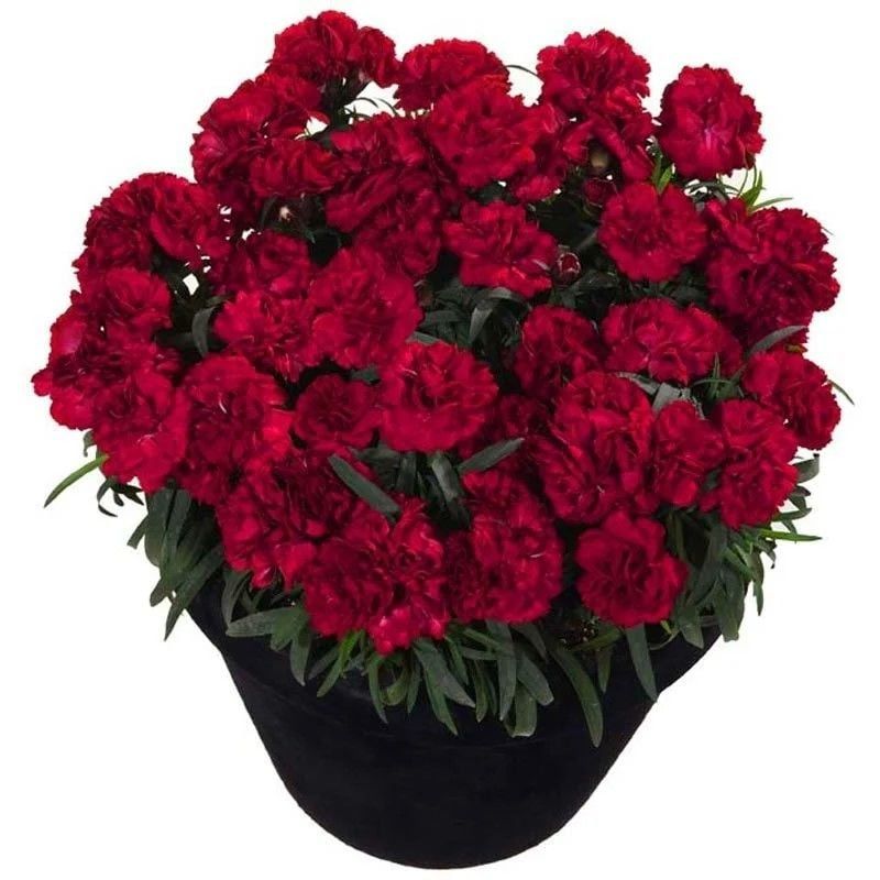 Kokulu Sweet Pleasure Dark Red Karanfil Çiçeği Fidesi (2 adet)