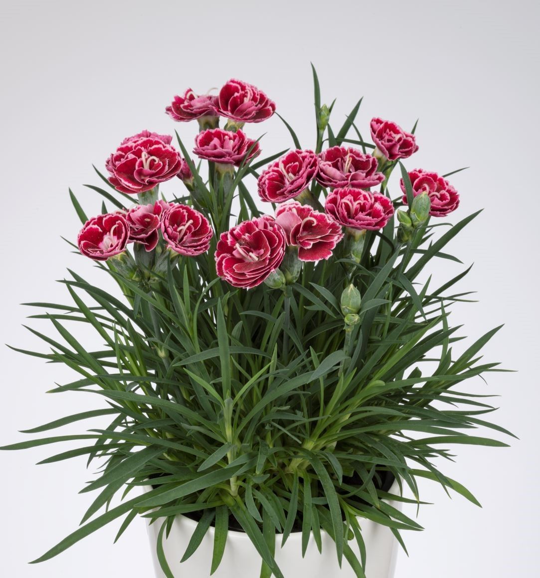 Kokulu Sweet Pleasure Cherry Picotee Karanfil Çiçeği Fidesi (2 adet)