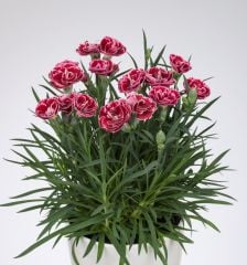 Kokulu Sweet Pleasure Cherry Picotee Karanfil Çiçeği Fidesi (2 adet)