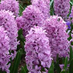Hyacinthus Splendid Cornelia Sümbül Soğanı (3 adet)