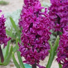 Hyacinthus Woodstock Sümbül Soğanı (3 adet)