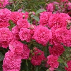 Tüplü Kokulu Multi Goncalı Yayılıcı Kokulu Roxy Gül Fidanı