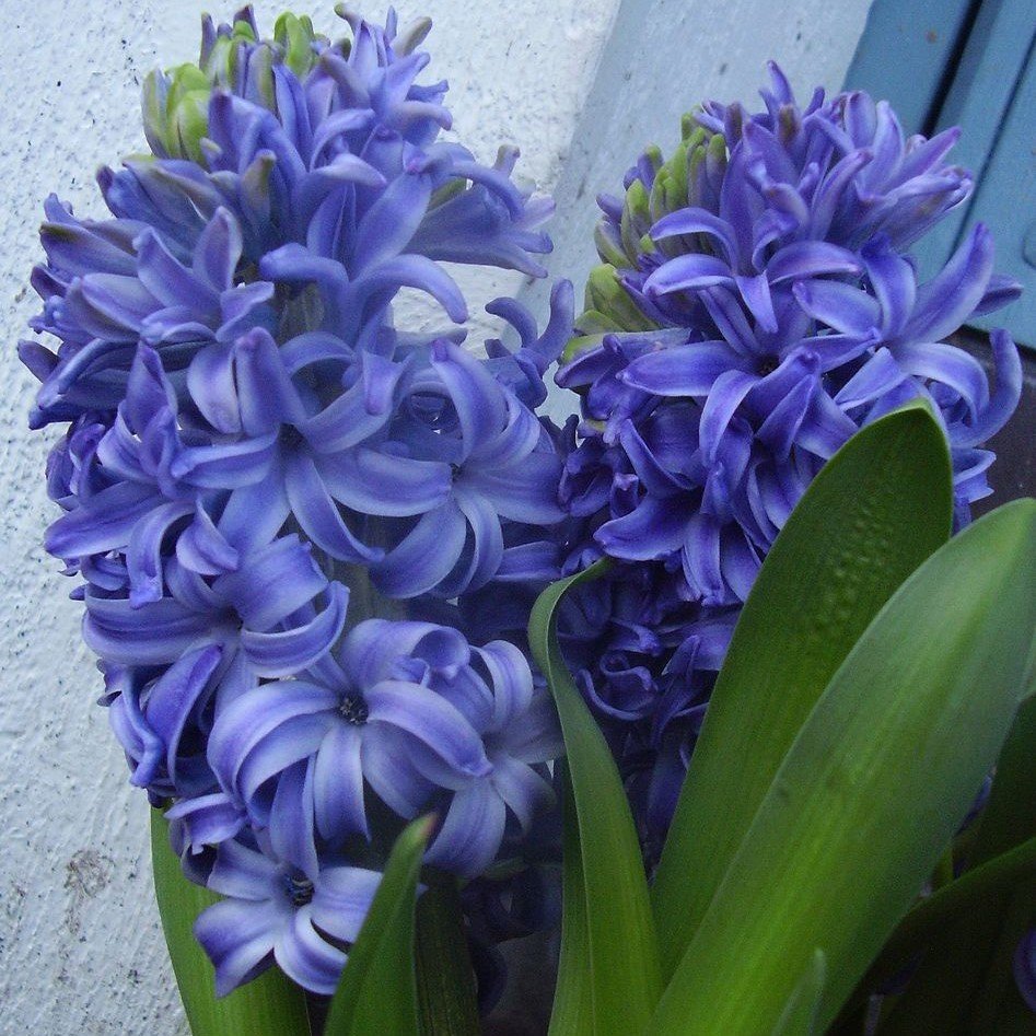 Hyacinthus Blue Pearl Sümbül Soğanı (3 adet)