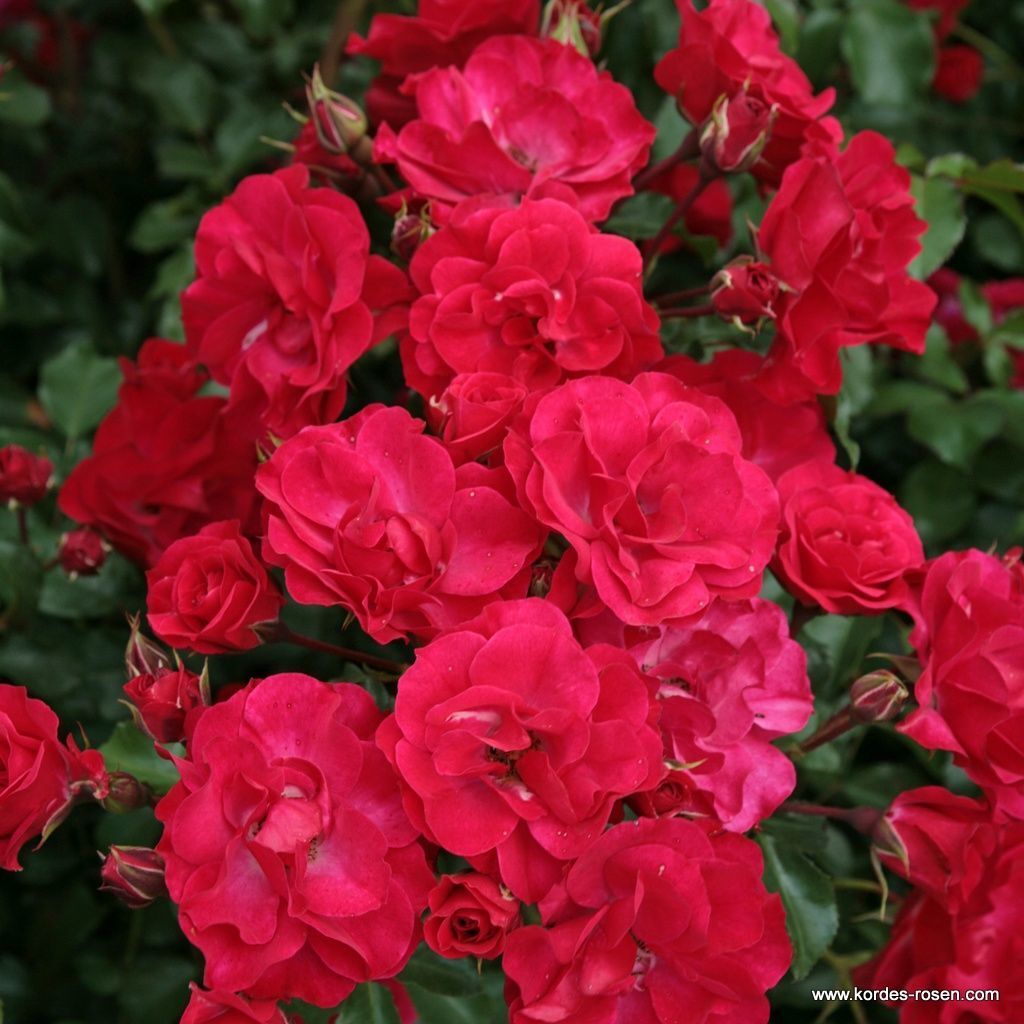 Tüplü Kokulu Multi Goncalı Yayılıcı Rotilia Gül Fidanı